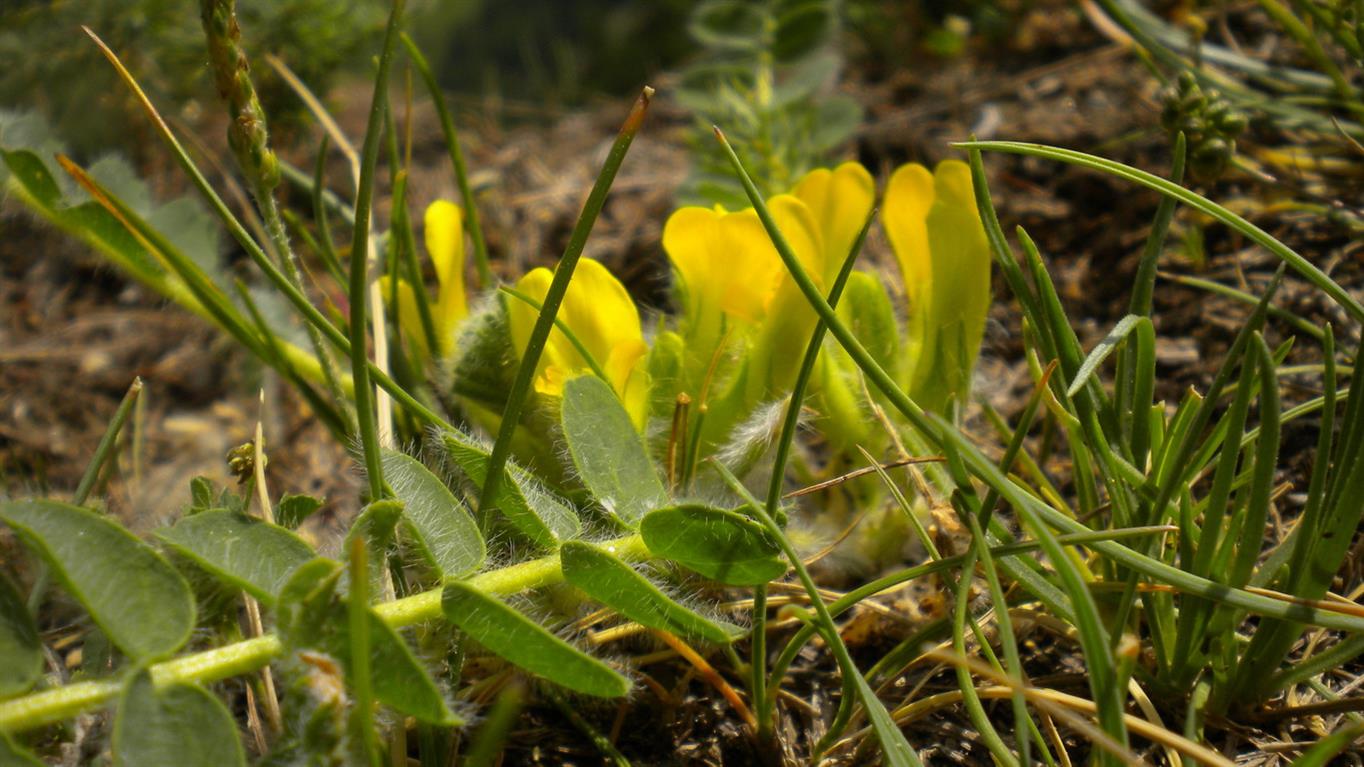 Astragalus exscapus / Astragalo nano